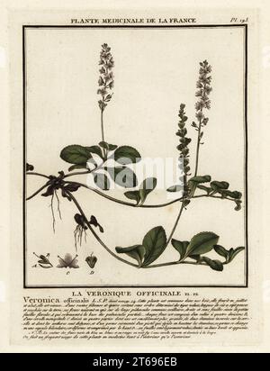 Heath speedwell, La Veronique officinale, Veronica officinalis. Kupferstich in drei Farben von Pierre Bulliard aus seiner Herbier de la France, ou Collection complete des plantes indigees de ce royaume, Didot jeune, Debure et Belin, 1780-1793. Stockfoto