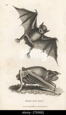 Großbulldogfledermaus oder Fischerfledermaus, Noctilio leporinus subsp. Leporinus. Peruanische Fledermaus, vespertilio leporinus. Kupferstich von James Heath aus George Shaws General Zoology: Mammalia, G. Kearsley, Fleet Street, London, 1800. Stockfoto