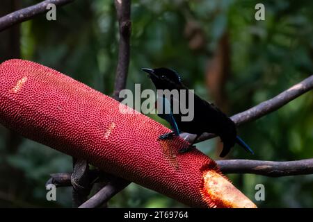 Vogelkop Lophorina oder Lophorina niedda ist eine Vogelart der Familie Paradisaeidae. Sie ist endemisch auf der Bird's Head Peninsula in Neuguinea Stockfoto