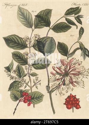 Geißblatt, Lonicera periclymenum 1, und Geißblatt, Lonicera xylosteum 2. Die Botanicals wurden von Henriette Westermayr, Conrad Westermayr, F. Götz und C. Ermer gezeichnet. Handkolorierter Kupferstich aus Carl Bertuchs Bilderbuch fur Kinder, Weimar, 1815. Eine 12-bändige Enzyklopädie für Kinder, illustriert mit fast 1.200 gravierten Platten über Naturgeschichte, Wissenschaft, Kostüm, Mythologie usw., veröffentlicht von 1790-1830. Stockfoto