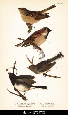 Haussperling, Passer domesticus und dunkeläugiger Junco, Junco hyemalis. Englischer Spatzen, männlich 1, weiblich 2, und Schneevogel, männlich 3, weiblich 4. Chromolithographie nach einer ornithologischen Illustration von John James Audubon aus dem Benjamin Harry Warrens Report on the Birds of Pennsylvania, E.K. Mayers, Harrisburg, 1890. Stockfoto