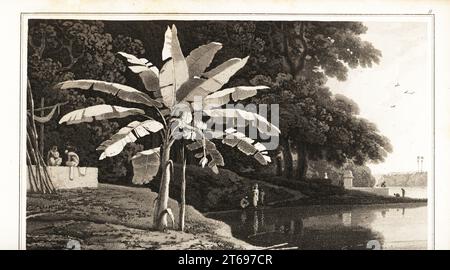 Bananenbaum, Musa x paradisiaca, an einer tropischen Küste. Aquatint gezeichnet und graviert von William Daniell aus William Woods Zoography, Cadell and Davies, 1807. Stockfoto