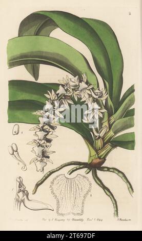 Diaphananthe pellucida Orchidee. Transparentes Angrec, Angraecum pellucidum. Heimisch in Afrika südlich der Sahara, importiert aus Sierra Leone durch den Gärtner George Loddiges. Handkolorierter Kupferstich von George Barclay nach einer botanischen Illustration von Sarah Drake aus dem Edwards Botanical Register, Fortsetzung von John Lindley, herausgegeben von James Ridgway, London, 1844. Stockfoto