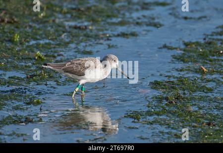 Greenshank (Tringa nebularia). Diese Person ist Teil einer Populationsstudie, mit farbigen Ringen an den Beinen als Einzelperson gekennzeichnet Stockfoto