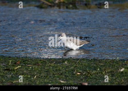 Greenshank (Tringa nebularia). Diese Person ist Teil einer Populationsstudie, mit farbigen Ringen an den Beinen als Einzelperson gekennzeichnet Stockfoto