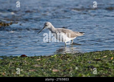 Greenshank (Tringa nebularia). Diese Person ist Teil einer Populationsstudie, mit farbigen Ringen an den Beinen als Einzelperson gekennzeichnet Stockfoto