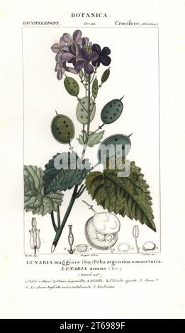 Jährliche Ehrlichkeit, Lunaria annua. Lunaria maggiore, Erba argentina oder Monetaria. Handfarbige Kupferstichgravur aus Jussieus Dizionario delle Scienze NATURALI, Wörterbuch der Naturwissenschaften, Florenz, Italien, 1837. Von Cellai gravierte Illustration, gezeichnet von Jean Gabriel Pretre und unter der Regie von Pierre Jean-Francois Turpin, herausgegeben von Batelli e Figli. Turpin (1775-1840) gilt als einer der größten französischen Botanischen Illustratoren des 19. Stockfoto