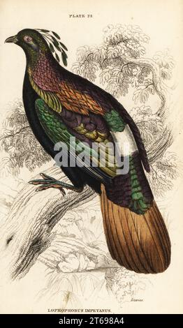 Himalaya Monal, männlich, Lophophorus impejanus. (Impeyan lophophorus, Lophophorus impeyanus.) Handkolorierter Kupferstich von William Lizars aus Sir William Jardines The Natural History of gallinaceous Birds in His Naturalists Library: Ornithology, Lizars, Edinburgh, 1834. Stockfoto
