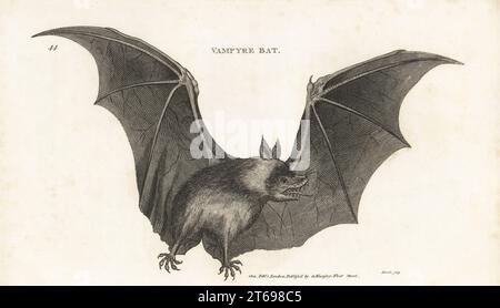 Großer fliegende Fuchs, gefährdet, Pteropus Vampyrus. Vampyrfledermaus, Vespertilio Vampyrus. Kupferstich von James Heath aus George Shaws General Zoology: Mammalia, G. Kearsley, Fleet Street, London, 1800. Stockfoto