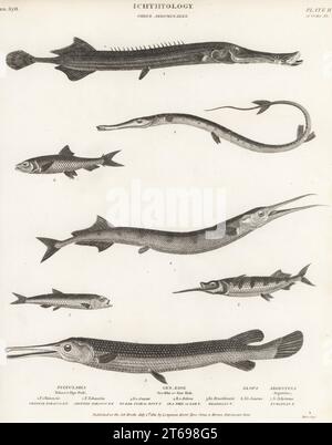 Chinesischer Trompetenfisch, Aulostomus chinensis 1, Kornethun, Fistularia tabacaria 2, Langnasen-Gar, Lepisosteus osseus 3, Garfish, Belone belone 4, ballyhoo, Hemiramphus brasiliensis 5, Ladyfish, Elops saurus 6, und Heringsmelt, Argentina sphyraena 7. Kupferplatten-Gravur von Thomas Milton aus Abraham Rees' Cyclopedia oder Universal Dictionary of Arts, Sciences and Literature, Longman, Hurst, Rees, Orme und Brown, Paternoster Row, London, 1. Juli 1811. Stockfoto