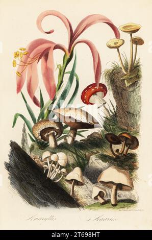 Hippeastrum-Arten, Fliegenpilz, Amanita muscaria, Amanita caesarea, caesar-Pilz, Amanita caesarea und andere Pilze. Amaryllis, Agarics. Handkolorierter Stahlstich, gedruckt von F. Chardon aus Achille Comtes Musee dHistoire Naturelle, Museum of Natural History, Gustave Hazard, Paris, 1854. Stockfoto