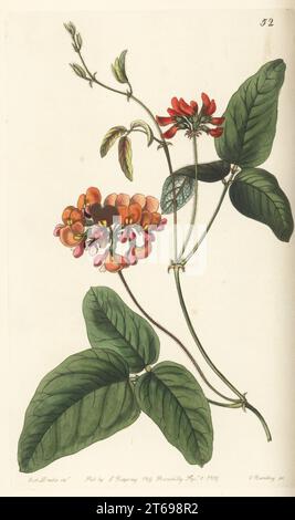 Korallenrebe, Kennedia coccinea subsp. Coccinea. Dreifarbige Zichya, Zichya Tricolor. Er stammt aus Australien und wurde von der Swan River Colony zu Captain James Mangles geschickt. Handkolorierter Kupferstich von George Barclay nach einer botanischen Illustration von Sarah Drake aus dem Edwards Botanical Register, herausgegeben von John Lindley, herausgegeben von James Ridgway, London, 1839. Stockfoto