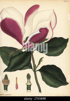 Mulan Magnolia, Magnolia liliiflora. Violett blühende Magnolie, Magnolia purpurea. Aus China und Japan, im Konservatorium von George Spencer-Churchill, dem Marquis von Blandford, bei White Knights. Kupferstich gezeichnet, gestochen und handkoloriert von Henry Andrews aus seinem Botanischen Register, Band 5, selbst veröffentlicht in Knightsbridge, London, 1803. Stockfoto