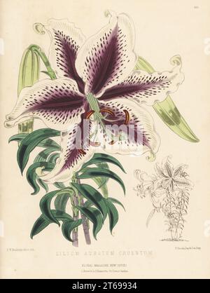 Verschiedene goldene Lilien, goldband-Lilien oder Yamayuri, Lilium auratum, einheimisch in Japan. Aufgewachsen von William Bull, King's Road, Chelsea. Wie Lilium aurantum cruentum. Handfarbige botanische Illustration gezeichnet und lithographiert von Frederick William Burbidge aus Henry Honywood Dombrain's Floral Magazine, New Series, Band 5, L. Reeve, London, 1876. Lithographie gedruckt von Vincent Brooks, Day & Son. Stockfoto