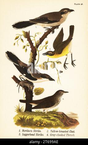 Nördliche Krabbe, Lanius borealis 1, Gelbbrust, Icteria virens 2, Karettkopfkrabbe, Lanius ludovicianus.3 und Grauwangensoor, Catharus minimus 4. Chromolithographie nach einer ornithologischen Illustration von John James Audubon aus dem Benjamin Harry Warrens Report on the Birds of Pennsylvania, E.K. Mayers, Harrisburg, 1890. Stockfoto