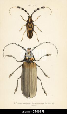 Orthomegas cinnamomeus Prionus corticinus 1 und Batus barbicornis, Lophonocerus barbicornis 2. Handkolorierter Stahlstich von William Lizars aus James Duncans Natural History of Beetles, in der Sir William Jardines Naturalists Library, W.H, Lizars, Edinburgh, 1835. James Duncan war ein schottischer Zoologe und Entomologe von 1804 bis 1861. Stockfoto