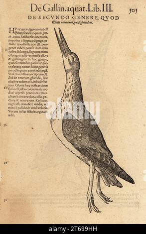 Gemeinsamer Grünschaft, Tringa nebularia (Scolopax glottis). De Gallin. Aquat., de Secundo genere, Blutt, Glottis. Holzschnitt nach einer Illustration von Lucas Schan und Conrad Gessner aus Conrad Gessners Historiae Animalium, de avium natura, Frankfurt, Wechel für Cambier, 1585. Stockfoto