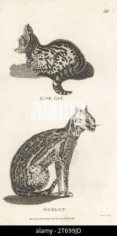 Serval, Leptailurus serval und Ozelot, Leopardus pardalis. Kapkatze, Felis capensis und Ozelot Felis pardalis. Kupferstich von James Heath aus George Shaws General Zoology: Mammalia, G. Kearsley, Fleet Street, London, 1800. Stockfoto