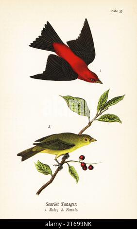 Scharlachtanager, Piranga olivacea, männlich 1, weiblich 2. Chromolithographie nach einer ornithologischen Illustration von John James Audubon aus dem Benjamin Harry Warrens Report on the Birds of Pennsylvania, E.K. Mayers, Harrisburg, 1890. Stockfoto