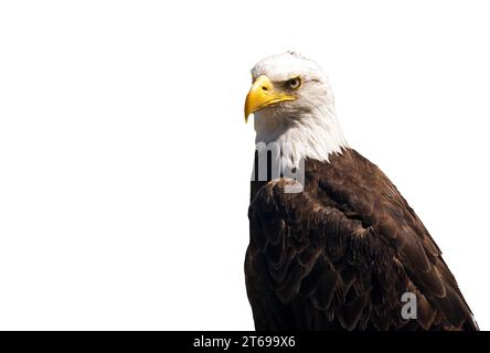 Sea Eagle isoliert auf PNG-Datei mit weißem Hintergrund Stockfoto