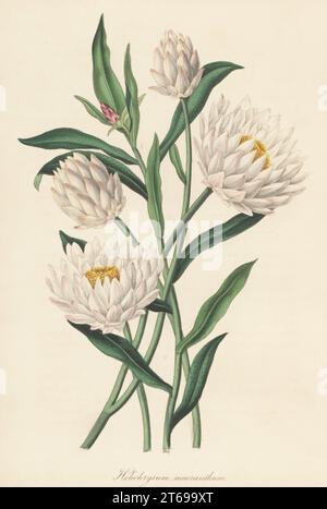 Strawflower, Xerochrysum macranthum. Er stammt aus der australischen Swan River Colony, die von Captain James Mangles, R.N. helichrysum, helichrysum macranthum, nach England eingeführt wurde. Handkolorierte Lithografie aus dem Joseph Paxtons Magazine of Botany und Register of Flowering Plants, Band 5, Orr and Smith, London, 1838. Stockfoto