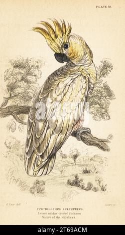 Gelbkäppchen-Kakadu, Cacatua sulfonharnstoff. Kritisch gefährdet. Heimisch auf den Molukken. Kleiner-schwefelhaltiger Kakatoo, Plyctolophus sulphureus. Handkolorierter Stahlstich von Lizars nach einer Illustration von Edward Lear von J.M. Bechsteins Cage and Chamber-Birds, George Bell, Covent Garden, London, 1889. Stockfoto