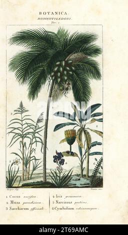 Kokospalme, Kokos nucifera 1, Banane, Musa paradiesiaca 2, Zuckerrohr, Saccharum officinale 3, Fahne, Iris germanica 4, Dichterdaffodil, Narcissus poeticus 5 und Farn Cymbidium echinocarpon 6. Handfarbige Kupferstichgravur aus Jussieu's Dictionary of Natural Science, Florence, Italien, 1837. Von Verico gravierte Illustration, gezeichnet und geleitet von Pierre Jean-Francois Turpin, herausgegeben von Batelli e Figli. Turpin (1775-1840) gilt als einer der größten französischen Botanischen Illustratoren des 19. Stockfoto