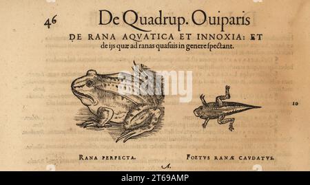 Gewöhnlicher Frosch, Rana temporaria und Kaulquappe mit Schwanz. Rana perfecta, Fetus ranae caudatus. De Quadrup. Oviparis. De Rana aquatica et innoxia. Holzschnitt nach einer Illustration von Lucas Schan und Conrad Gessner aus Conrad Gessners Historiae Animalium, de Quadrupedibus Oviparis, Frankfurt, Wechel für Cambier, 1586. Stockfoto