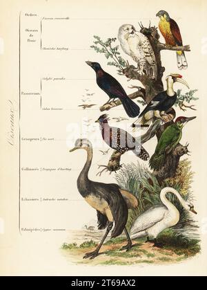 Vogelreihen: kestrel, Falco Tinnunkulus, verletzliche Schneeeule, Bubo scandiacus, Blauohr-Star, Lamprotornis chalybaeus, großer Nashornvogel, Buceros bicornis, Europäischer Grünspecht, Picus viridis, westlicher Tragop, Tragopan melanocephalus, großrhea, rhea americana und gemeinsamer Schwan, Cygnus cygnus. Faucon cresserelle, Cheveche harfang, Calybe paradis, Calao bicorne, Bild vert, Tragopan Dhasting, autruche nandou, Cygne Commun. Handkolorierter Stahlstich, gedruckt von F. Chardon aus Achille Comtes Musee dHistoire Naturelle, Museum of Natural History, Gustave Hazard, Paris, 1854 Stockfoto