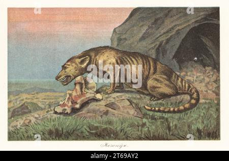 Rekonstruktion eines Mesonyx, Gattung des ausgestorbenen mesonychiden mesonychischen Säugetieres, früh- bis späteozäns. Farbige Illustration von F. John von Wilhelm Bolsches Tiere der Urwelt, Reichardt Cocoa Company, Hamburg, 1908. Stockfoto