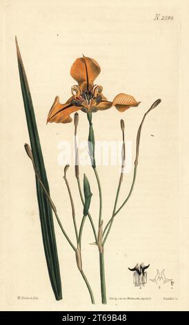 Tigerblüte, Cypella herbertii. Die Tigridia herberti von George Herbert. In Argentinien beheimatet, blühte er zum ersten Mal in Europa im Konservatorium von Pfarrer George Herbert in Burghclere. Handkolorierter Kupferstich von Weddell nach einer botanischen Illustration von William Herbert aus William Curtis's Botanical Magazine, Samuel Curtis, London, 1825. Stockfoto