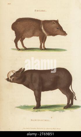 Peccary mit Kragen, Dicotyles tajacu und Buru babirusa oder Babiroussa des Moluques, Babyrousa babyrussa. Pecari, Sus tajassu und babyroussa, Sus babyrussa. Handkolorierter Kupferstich von James Heath aus George Shaws General Zoology: Mammalia, Thomas Davison, London, 1801. Stockfoto