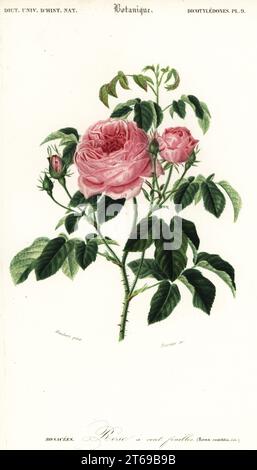 Provence-Rose, Kohlrose oder Rose de Mai, Rosa x Centifolia. Stieg ein Cent Feuilles. Handkolorierter Stahlstich von Felicie Fournier nach einer Illustration von Louis Joseph Edouard Maubert aus Charles d'Orbignys Dictionnaire Universel d'Histoire Naturelle (Universal Dictionary of Natural History), Paris, 1849. Stockfoto