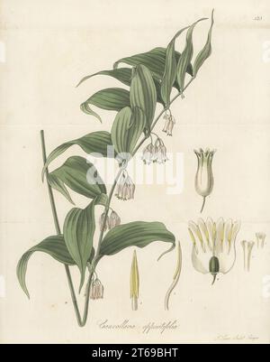 Solomon's Seal, Polygonatum oppositifolium. Aus Nepal von Dr. Nathaniel Wallich an den Kindergarten George Loddiges im Jahre 1819 geschickt. Gegenüberliegendes Salomon-Seehund, Convallaria oppositifolia. Handfarbene Kupferplatten-Gravur von Joseph Swan nach einer botanischen Illustration von William Jackson Hooker aus seiner exotischen Flora William Blackwood, Edinburgh, 1823-27. Stockfoto