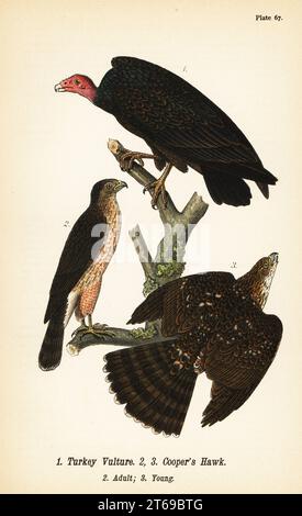 Putengeier, Cathartes Aura 1 und Coopers Falke, Accipiter cooperii, Erwachsene 2, jung 3. Chromolithographie nach einer ornithologischen Illustration von John James Audubon aus dem Benjamin Harry Warrens Report on the Birds of Pennsylvania, E.K. Mayers, Harrisburg, 1890. Stockfoto