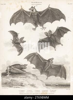 Vom Aussterben bedrohter großer Flughund, Pteropus Vampyrus 1, Langohrige Fledermaus, Plecotus auritus 2, asiatischer Geisterfledermaus, Megaderma Spasma 3, Großmaul-Fledermaus, Noctilio leporinus 4 und Faux-Vampir, Vampyrum Spectrum 5. Copperplate-Gravur von Thomas Milton nach einer Illustration von Sydenham Edwards von Abraham Rees' Cyclopedia oder Universal Dictionary of Arts, Sciences and Literature, Longman, Hurst, Rees, Orme and Brown, Paternoster Row, London, 1. März 1813. Stockfoto