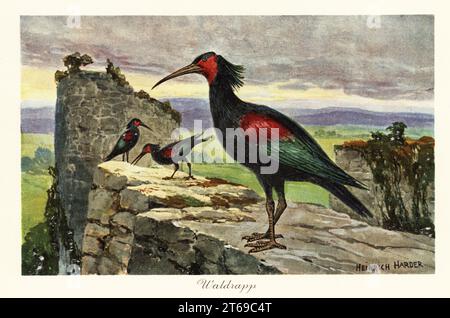 Northern Glatze ibis, Eremit ibis oder Waldrapp, Geronticus eremita, gefährdet. Fossilien seit dem Pleistozän. Waldrapp., Waldraben. Farbige Illustration nach Heinrich Harder von Wilhelm Bolsches Tiere der Urwelt, Reichardt Cocoa Company, Hamburg, 1908. Heinrich Harder (1858–1935) war ein deutscher Landschaftskünstler und Buchillustrator. Stockfoto