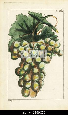 Traminar Rebsorte, Vitis vinifera. Handkolorierter Kupferstich von J. Schaly einer botanischen Illustration aus Gottlieb Tobias Wilhelms Unterhalten aus der Naturgeschichte, Wien, 1816. Stockfoto
