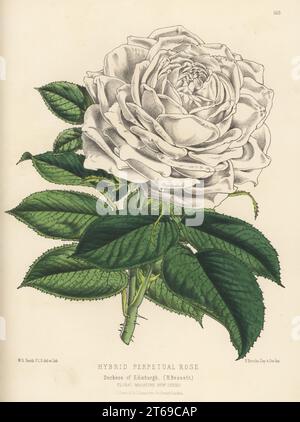 Eine hybride, ewige Rose, Herzogin von Edinburgh. Kreuz von Marguerite de St. Amand x Madame Rothschild. Aufgewachsen von Henry Bennett, Manor Farm Nursery, Staplefood. Handfarbige botanische Illustration gezeichnet und lithographiert von Worthington George Smith aus Henry Honywood Dombrain's Floral Magazine, New Series, Band 4, L. Reeve, London, 1875. Lithographie gedruckt von Vincent Brooks, Day & Son. Stockfoto