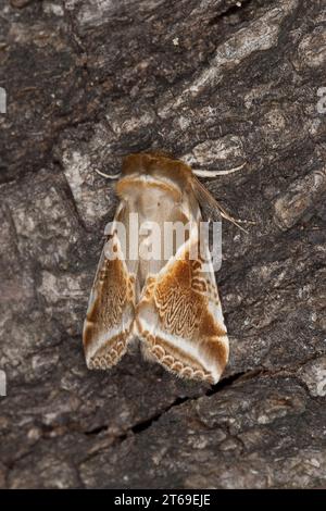 , Achat-Eulenspinner Achateulenspinner, Achatspinner Achat-Spinner Habrosyne pyritoides,,, Habrosyne derasa, Buff Bögen, Eulenspinner und Sichelflügle Stockfoto