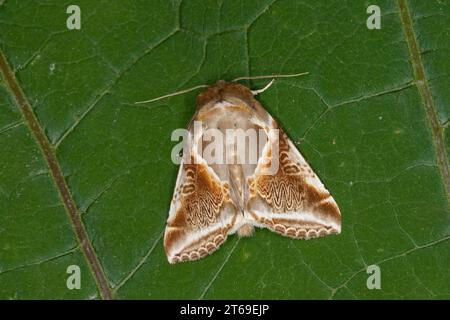 , Achat-Eulenspinner Achateulenspinner, Achatspinner Achat-Spinner Habrosyne pyritoides,,, Habrosyne derasa, Buff Bögen, Eulenspinner und Sichelflügle Stockfoto