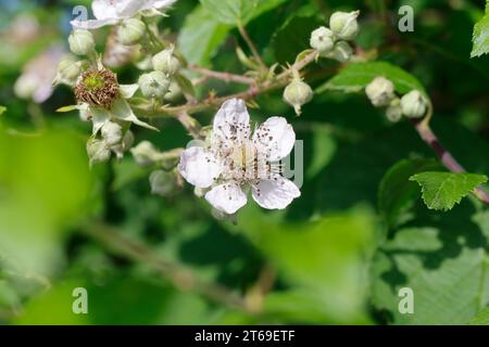 Brombeere, Brombeeren, Blüte, Blüten, Echte Brombeere, Wilde Brombeere, Rubus fruticosus agg., Rubus sectio Rubus, Rubus fruticosus, brombeere, Arm Stockfoto