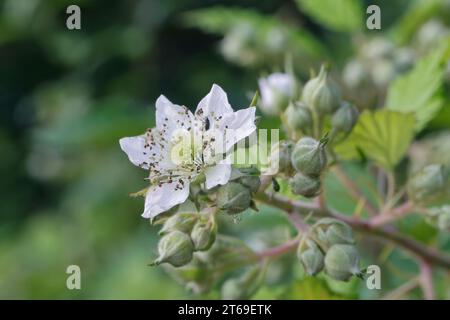 Brombeere, Brombeeren, Blüte, Blüten, Echte Brombeere, Wilde Brombeere, Rubus fruticosus agg., Rubus sectio Rubus, Rubus fruticosus, brombeere, Arm Stockfoto