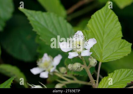 Brombeere, Brombeeren, Blüte, Blüten, Echte Brombeere, Wilde Brombeere, Rubus fruticosus agg., Rubus sectio Rubus, Rubus fruticosus, brombeere, Arm Stockfoto