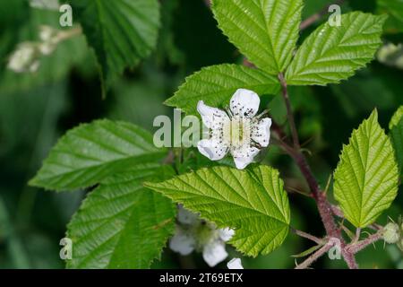 Brombeere, Brombeeren, Blüte, Blüten, Echte Brombeere, Wilde Brombeere, Rubus fruticosus agg., Rubus sectio Rubus, Rubus fruticosus, brombeere, Arm Stockfoto