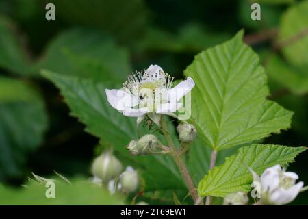 Brombeere, Brombeeren, Blüte, Blüten, Echte Brombeere, Wilde Brombeere, Rubus fruticosus agg., Rubus sectio Rubus, Rubus fruticosus, brombeere, Arm Stockfoto