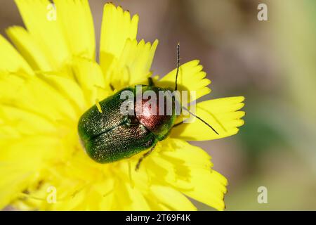 Fallkäfer beim Blütenbesuch, Blattkäfer, Cryptocephalus spec., Chrysomelidae, Blattkäfer, Blattkäfer, entweder Cryptocephalus sericeus oder Cryptoc Stockfoto