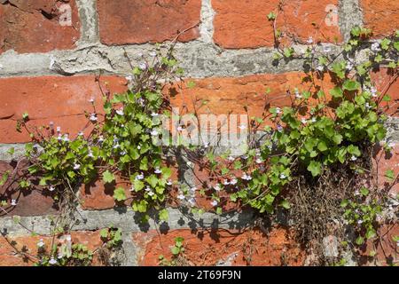 Zimbelkraut, Zymbelkraut, Mauer-Zimbelkraut, in den Ritzen einer Mauer, Cymbalaria muralis, Linaria cymbalaria, Ivy-leaved toadflax, Kenilworth Ivy, c Stockfoto