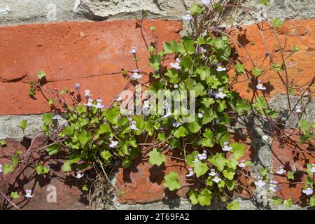 Zimbelkraut, Zymbelkraut, Mauer-Zimbelkraut, in den Ritzen einer Mauer, Cymbalaria muralis, Linaria cymbalaria, Ivy-leaved toadflax, Kenilworth Ivy, c Stockfoto