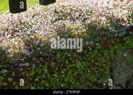 Zimbelkraut, Zymbelkraut, Mauer-Zimbelkraut, in den Ritzen einer Mauer, Cymbalaria muralis, Linaria cymbalaria, Ivy-leaved toadflax, Kenilworth Ivy, c Stockfoto